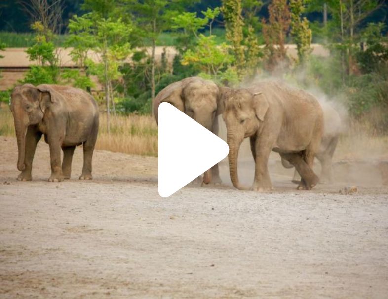 Virtual train trip for Alzheimer's